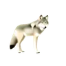 Wolf, a predator
